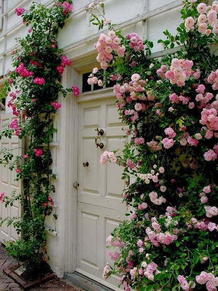 Hoa hồng điểm tô nhà vườn thêm lãng mạn