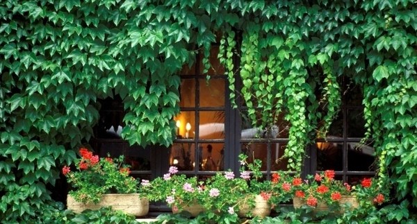 Nguyên tắc chọn cây trồng hợp phong thủy