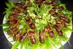 Kinh doanh côn trùng vốn ít, dễ tiêu thụ