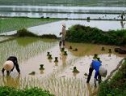 Thuế sử dụng đất phi nông nghiệp