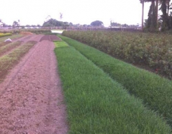 
                    Nhieu khuc mac trong boi thuong Giai phong mat bang                