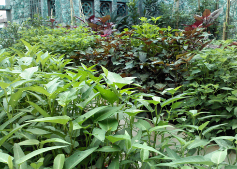 rauxanhsanvuon1 1339164362 Trồng rau xanh, sạch ngày tại sân vườn nhà