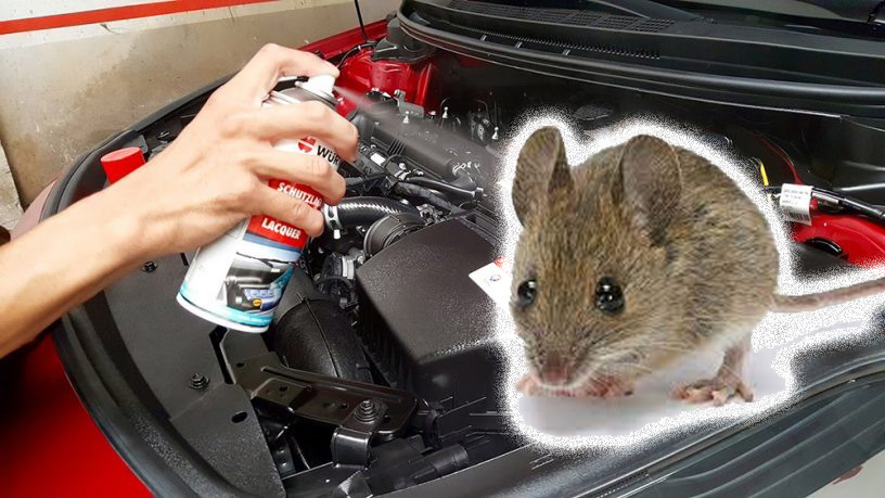 Cách chống chuột vào khoang máy ô tô trong mùa đông như thế nào