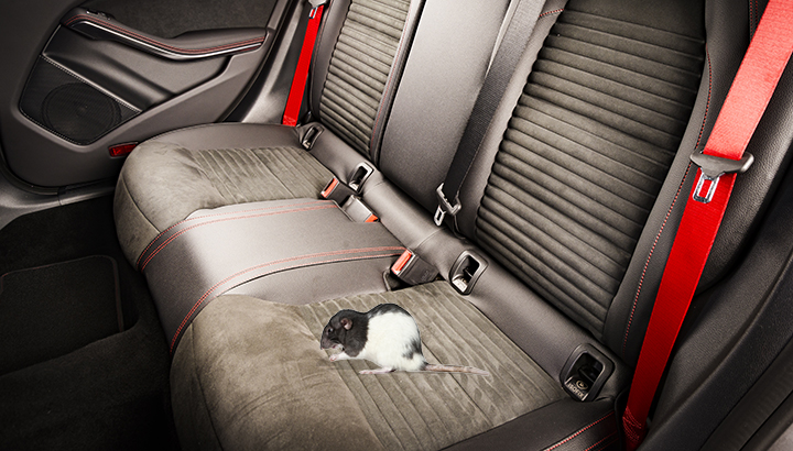 chuột rắn trong xe 