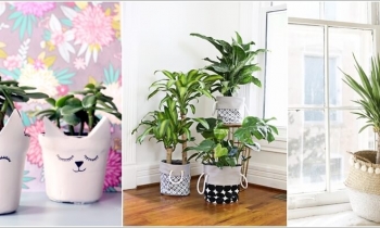 Cách để "ngụy trang" chậu cây trang trí trong nhà Cách để "ngụy trang" chậu cây trang trí trong nhà