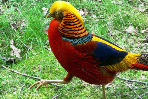 10 loài chim đẹp nhất thế giới - 2sao