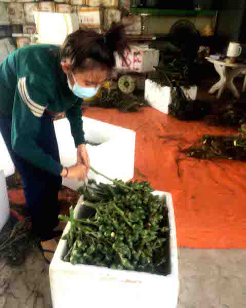 Một điểm thu mua cau non tại huyện Phong Điền Một điểm thu mua cau non tại huyện Phong Điền
