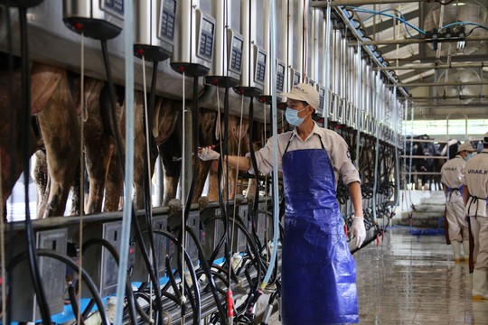 Hệ thống vắt sữa tự động hiện đại tại trang trại bò sữa Vinamilk ở tỉnh Nghệ An Ảnh: THANH NHÂN Hệ thống vắt sữa tự động hiện đại tại trang trại bò sữa Vinamilk ở tỉnh Nghệ An Ảnh: THANH NHÂN