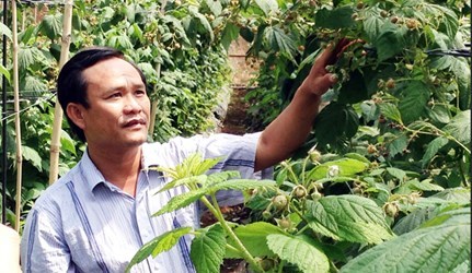 Anh Huỳnh Trung Quân trong trang trại phúc bồn tử.