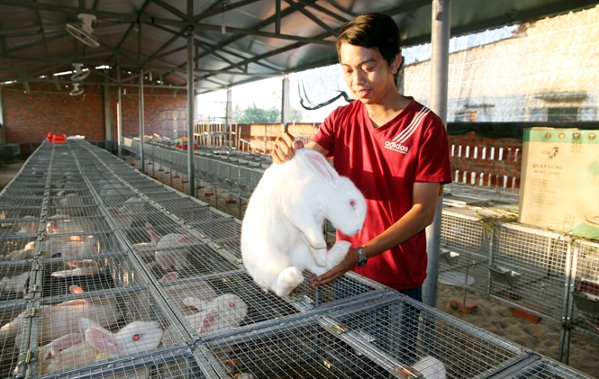 9X nuôi thỏ bỏ túi hơn 20 triệutháng  Khởi nghiệp