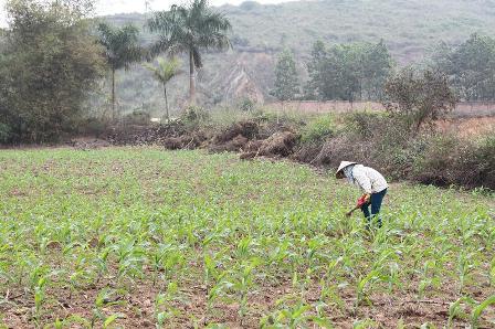 Là công dân Thủ đô, nhưng nghề chính của người dân xã Tiến Xuân vẫn là nông nghiệp