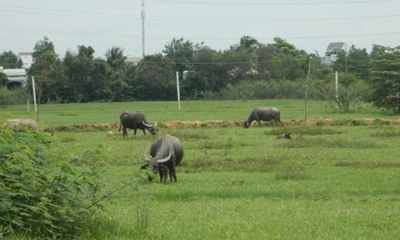 Mặt bằng cảng hơn 300 tỷ nay vẫn chỉ có đàn trâu thong thả gặm cỏ