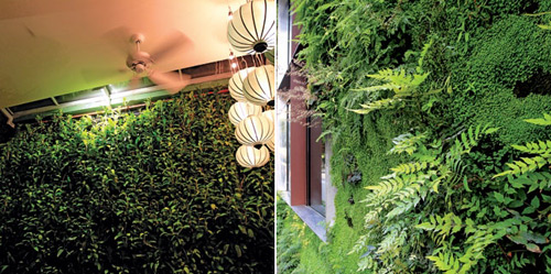 Vườn đứng len lỏi vào nhà Việt - 2