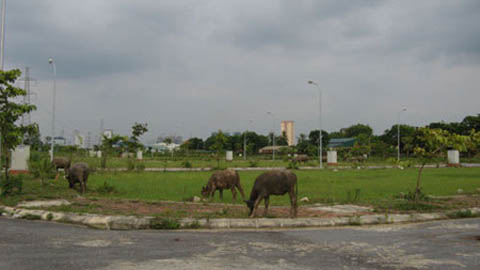 dự án chậm triển khai, biệt thự hoang, thu hồi dự án, bất động sản, mua nhà, bán đất dự án chậm triển khai, biệt thự hoang, thu hồi dự án, bất động sản, mua nhà, bán đất