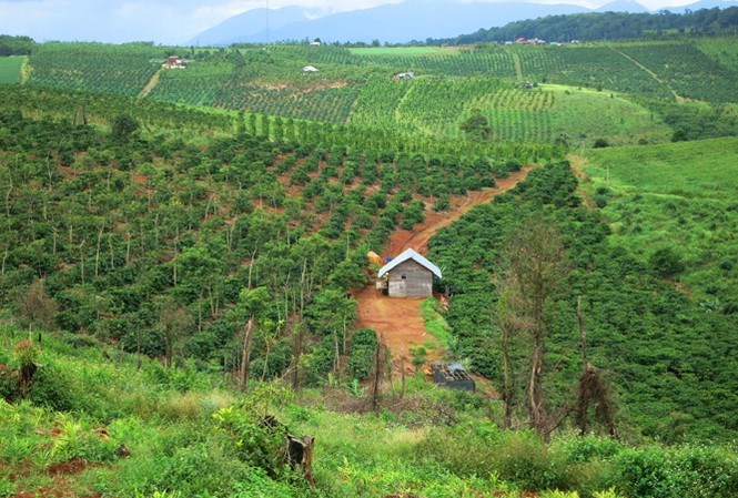 Nhà đầu tư mắc kẹt vì ôm đất rừng