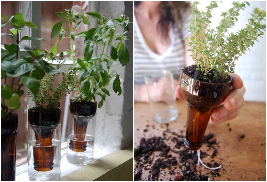 Ý tưởng trồng cây thảo mộc trong nhà