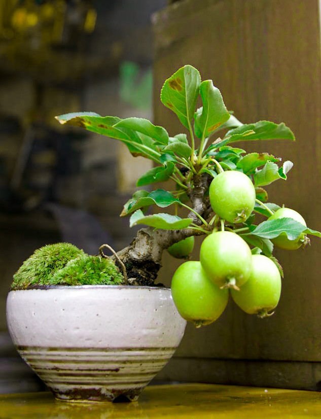 Trang trí sân vườn nhà đẹp với cây bonsai mini