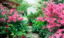 Bí quyết tạo vẻ đẹp ấn tượng cho vườn nhà