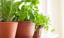 5 người tình xanh của phong thủy nhà bếp