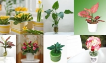 Cây phong thủy mang tài lộc cho sự nghiệp