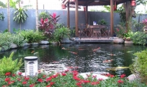 Những cách chọn, trồng cây xanh mang lại tài vận và may mắn