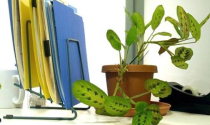 Chọn và bài trí cây xanh trên bàn làm việc hợp phong thủy