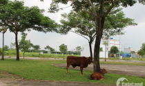Những mảng màu sáng tối thị trường bất động sản Long An