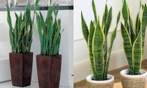 Cẩn thận với những loại cây “đẹp mà độc”