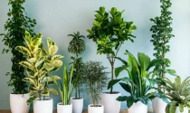 Trồng cây phong thủy theo tuổi 12 con giáp
