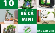 10 mẫu bể cá mini để bàn làm việc hợp phong thủy