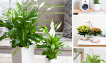 Các loại cây cảnh trồng trong nhà mà bạn nên biết