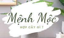 Mệnh Mộc hợp cây gì?
