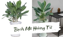 Ý nghĩa phong thủy của cây Bạch Mã Hoàng Tử