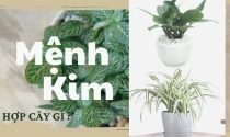 Người mệnh Kim hợp cây gì để làm đẹp không gian sống ?