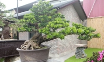Ý nghĩa phong thủy của cây tùng la hán