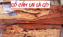 Gỗ Cẩm Lai và ứng dụng trong đời sống