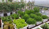 Cách trồng rau trên sân thượng bằng thùng xốp