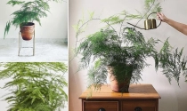 Ý nghĩa cây kim thủy tùng trong phong thủy