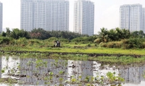 TP.HCM, cơ hội từ chuyển đổi hàng ngàn héc-ta đất lúa