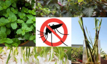 Các loại cây đuổi muỗi nên trồng trong nhà