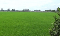 Bắc Ninh: "Đất lúa non" không sổ đỏ đắt không ngờ, giá đất nông nghiệp ở mức cao