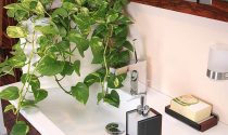 5 loại cây khử mùi nhà vệ sinh hiệu quả