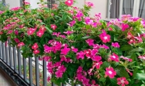 7 loại hoa tô điểm tạo ấn tượng cho không gian ban công