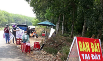 Giao dịch đất nền bật tăng