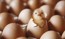 Con gà, quả trứng và thị trường nhà đất