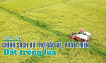 Hỗ trợ 2 triệu đồng/ha/năm đối với đất trồng lúa?