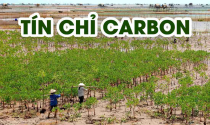 Thủ tướng vừa chỉ đạo gì đối với thị trường tín chỉ carbon?