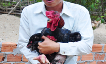 Kỹ sư xây dựng làm giàu với chim, gà quý