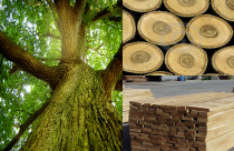 Đặc điểm và ứng dụng của gỗ Sồi