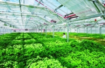 Thái Nguyên sắp có Khu nông nghiệp công nghệ cao 150ha